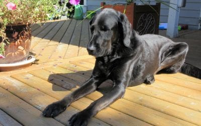 6 Ways to Keep Your Deck Safe for Your Family and Pets