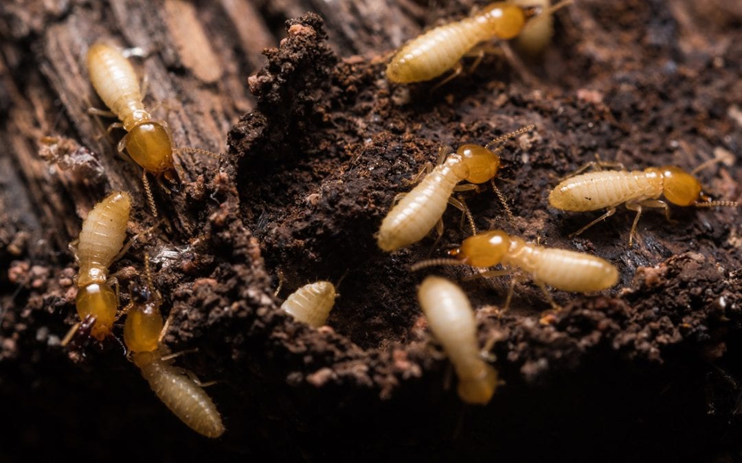 prevent termites in your home