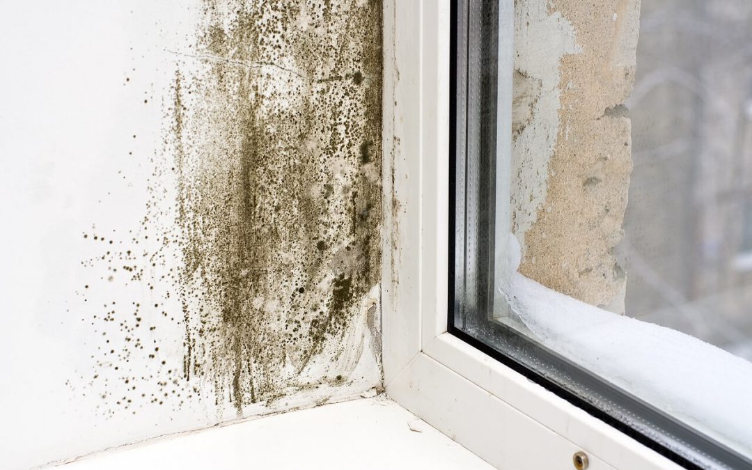 6 Ways to Prevent Mold Growth in Home