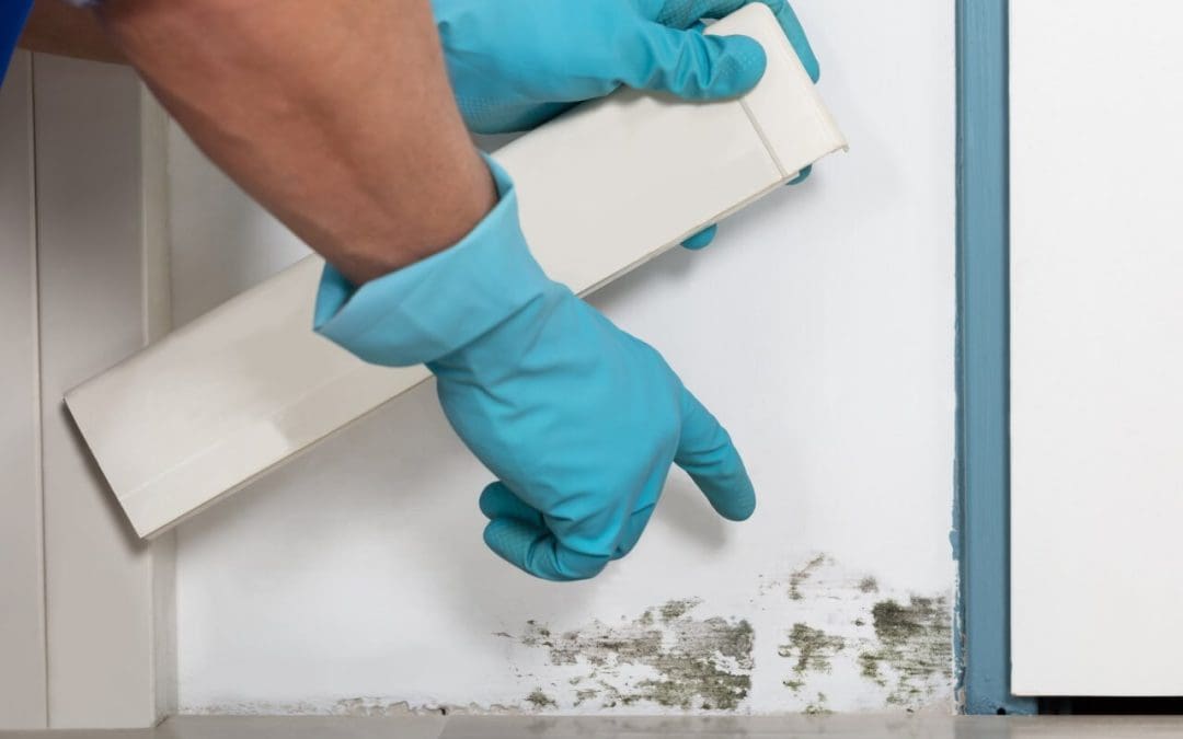 6 Signs of Mold Growth in a Home