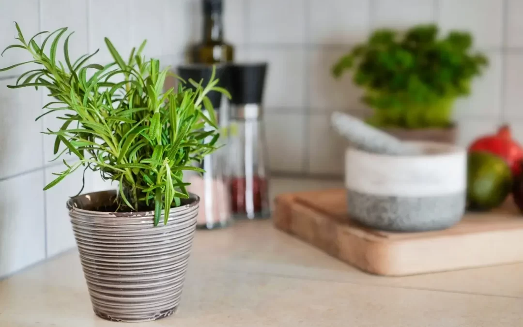 Improve Your Living Space with Edible Plants for the Kitchen